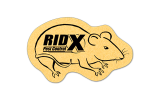 Rat/mouse Compressed Sponge