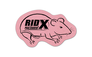 Rat/mouse Compressed Sponge